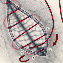 2005, Vanitas, medical illustrations